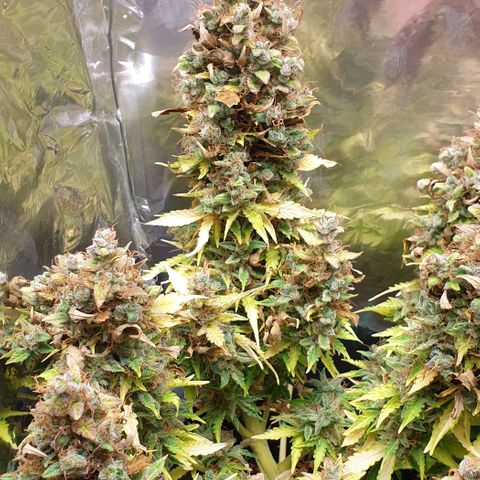 Mary ‎Lou growlog timeline photo