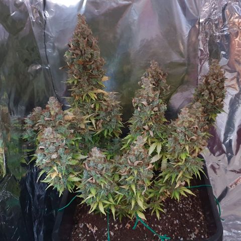 Mary ‎Lou growlog timeline photo