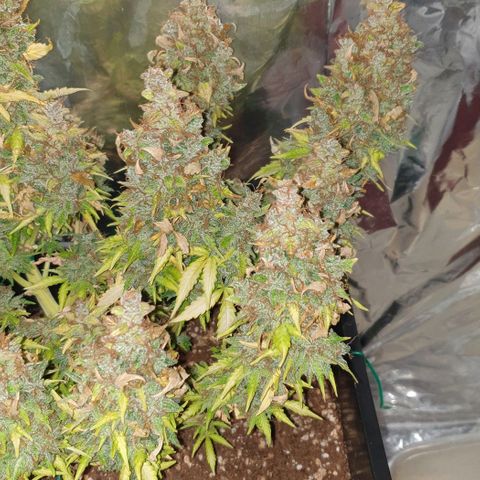 Mary ‎Lou growlog timeline photo