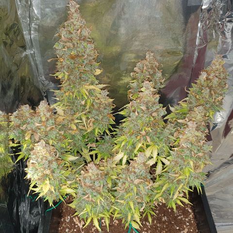 Mary ‎Lou growlog timeline photo