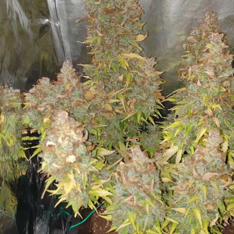 Mary ‎Lou growlog timeline photo
