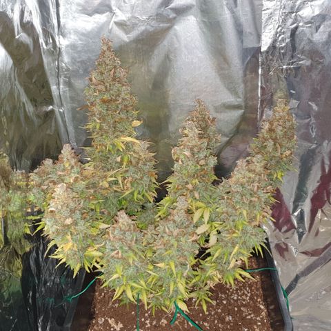 Mary ‎Lou growlog timeline photo