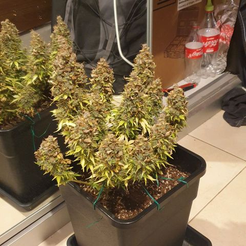 Mary ‎Lou growlog timeline photo