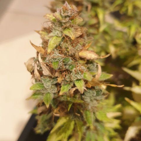 Mary ‎Lou growlog timeline photo