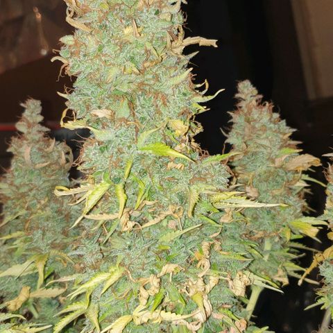 Mary ‎Lou growlog timeline photo