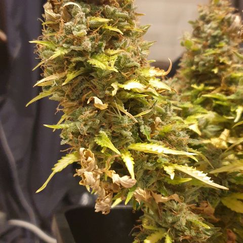 Mary ‎Lou growlog timeline photo