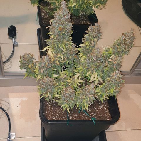 Mary ‎Lou growlog timeline photo