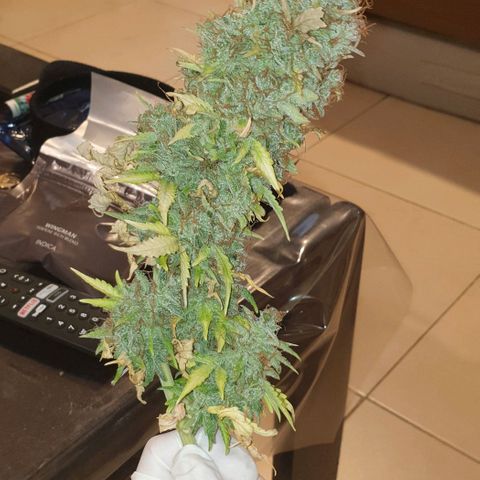 Mary ‎Lou growlog timeline photo