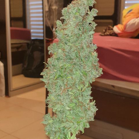Mary ‎Lou growlog timeline photo