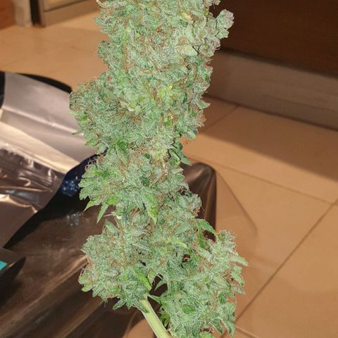 Mary ‎Lou growlog timeline photo