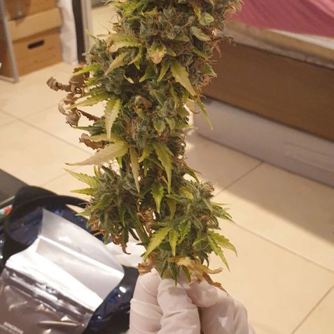Mary ‎Lou growlog timeline photo