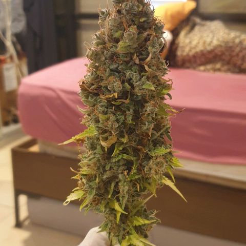 Mary ‎Lou growlog timeline photo