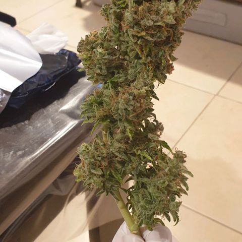 Mary ‎Lou growlog timeline photo