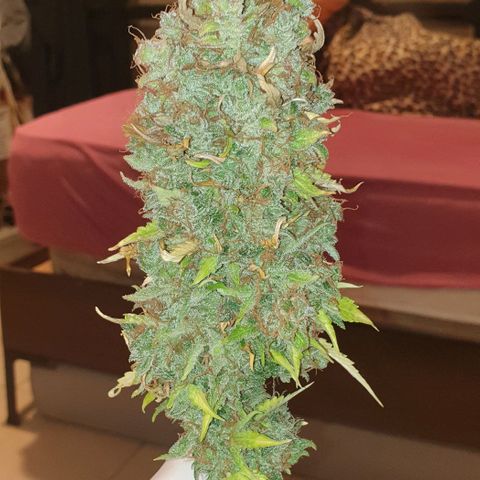 Mary ‎Lou growlog timeline photo