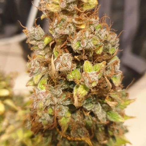 Mary ‎Lou growlog timeline photo