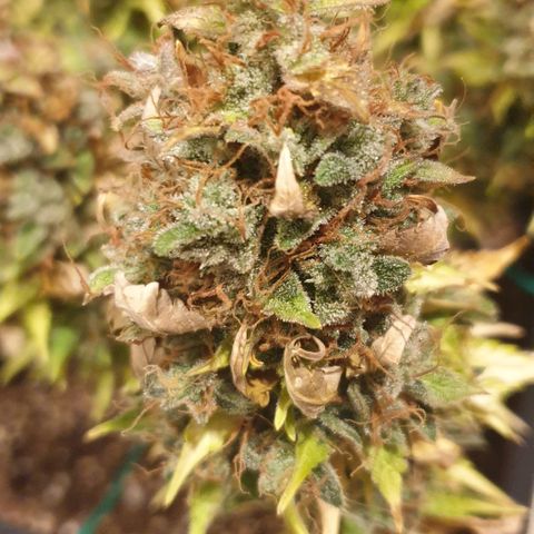 Mary ‎Lou growlog timeline photo