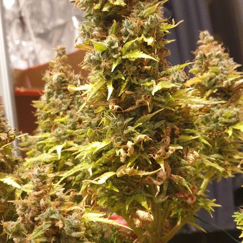 Mary ‎Lou growlog timeline photo
