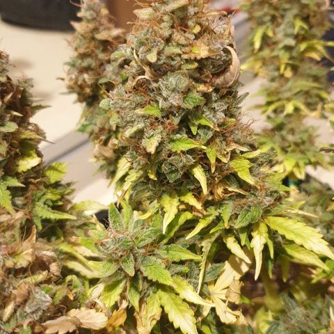 Mary ‎Lou growlog timeline photo
