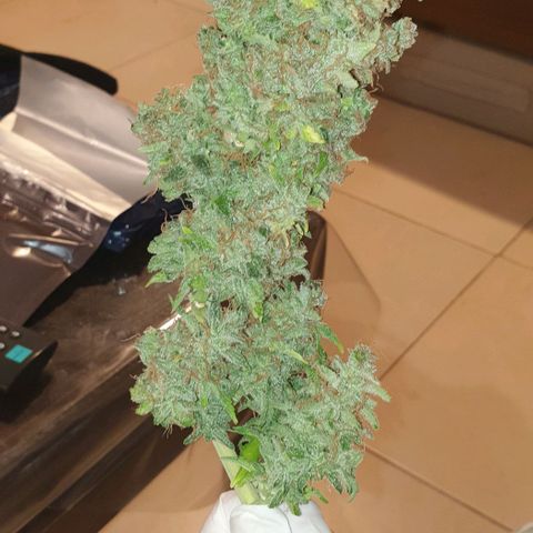 Mary ‎Lou growlog timeline photo