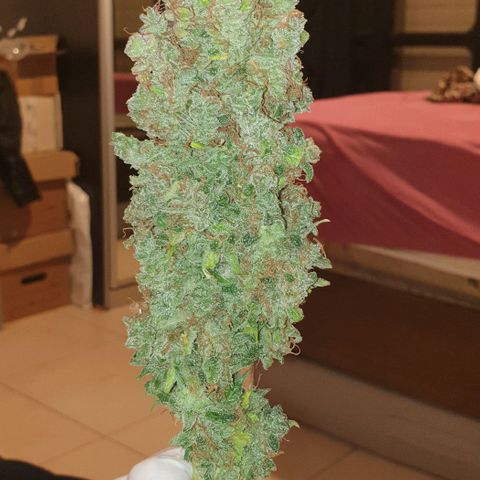 Mary ‎Lou growlog timeline photo