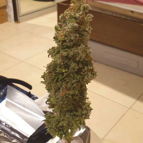 Mary ‎Lou growlog timeline photo