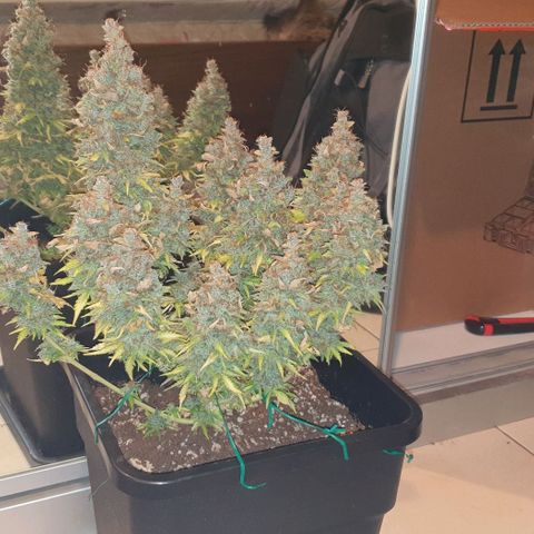 Mary ‎Lou growlog timeline photo