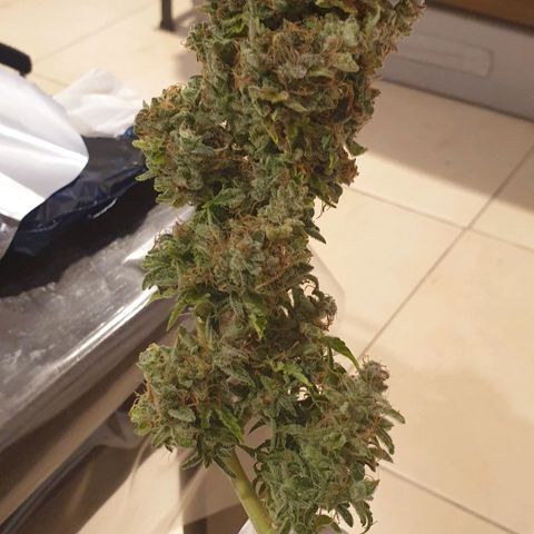 Mary ‎Lou growlog timeline photo