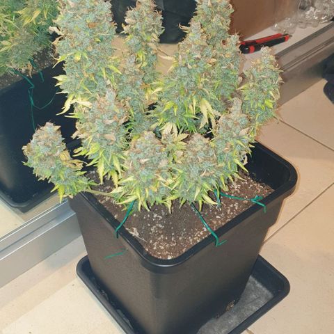 Mary ‎Lou growlog timeline photo