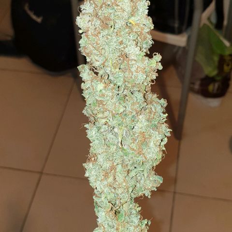 Mary ‎Lou growlog timeline photo