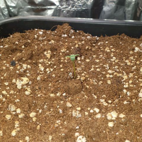 Nova growlog timeline photo