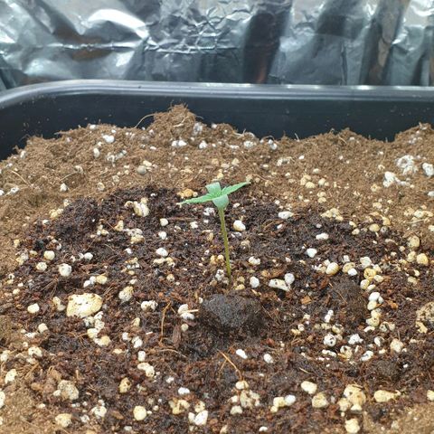 Nova growlog timeline photo