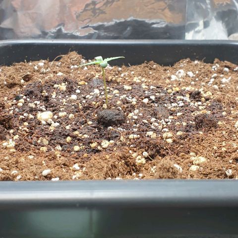 Nova growlog timeline photo