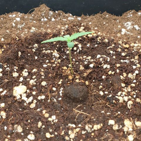 Nova growlog timeline photo