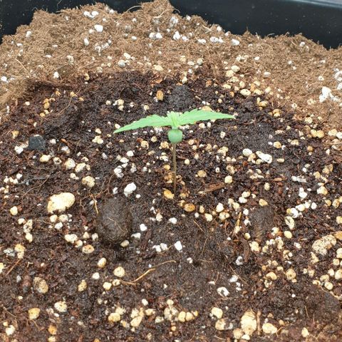 Nova growlog timeline photo