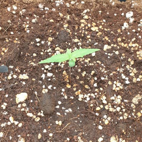 Nova growlog timeline photo