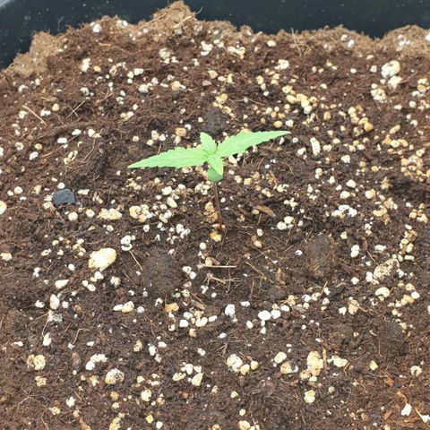 Nova growlog timeline photo