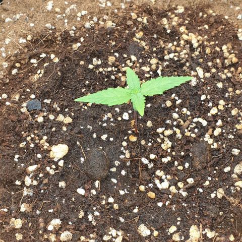 Nova growlog timeline photo