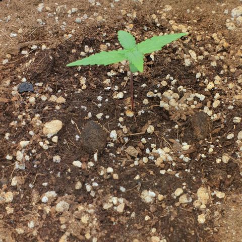 Nova growlog timeline photo