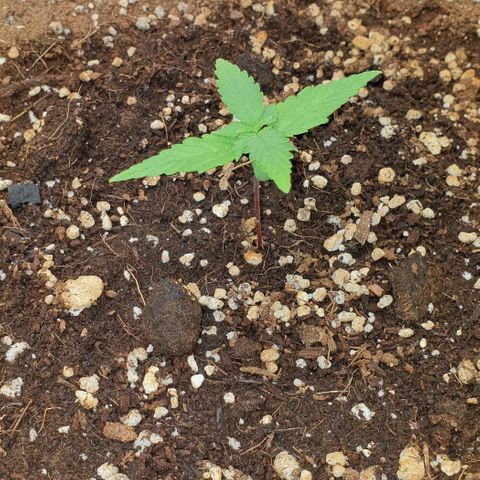 Nova growlog timeline photo