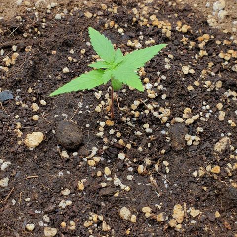 Nova growlog timeline photo