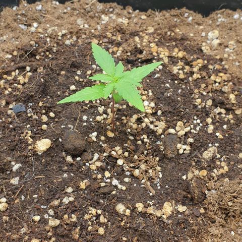 Nova growlog timeline photo