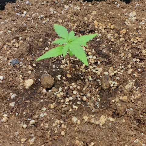Nova growlog timeline photo