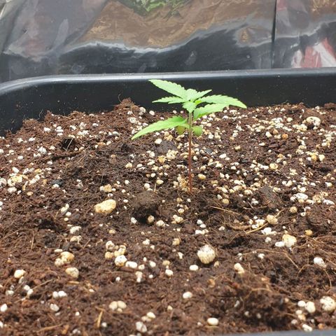 Nova growlog timeline photo