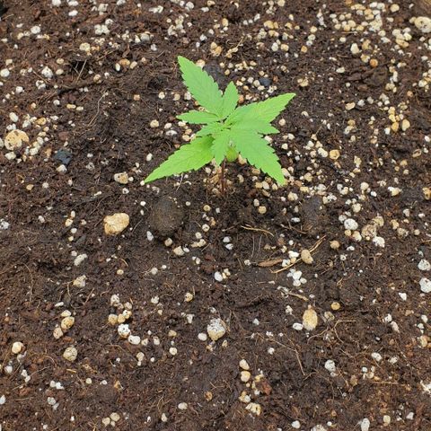 Nova growlog timeline photo