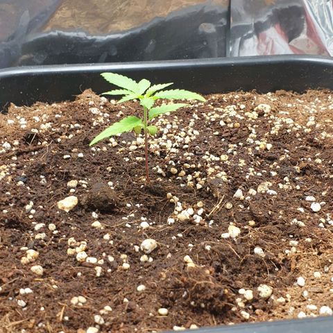 Nova growlog timeline photo