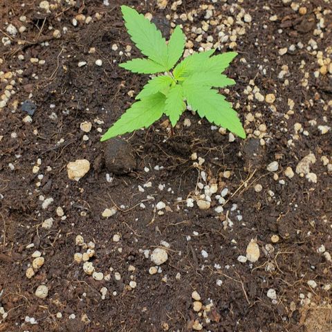 Nova growlog timeline photo