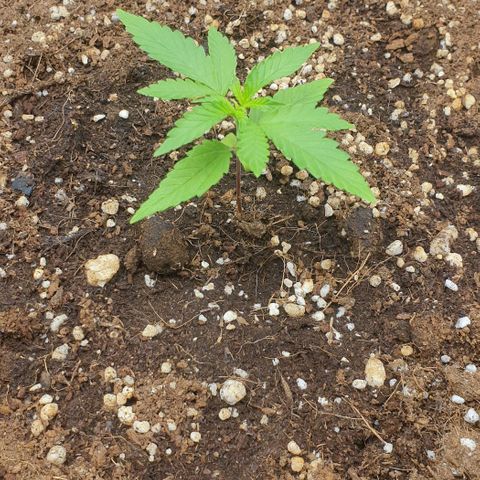 Nova growlog timeline photo