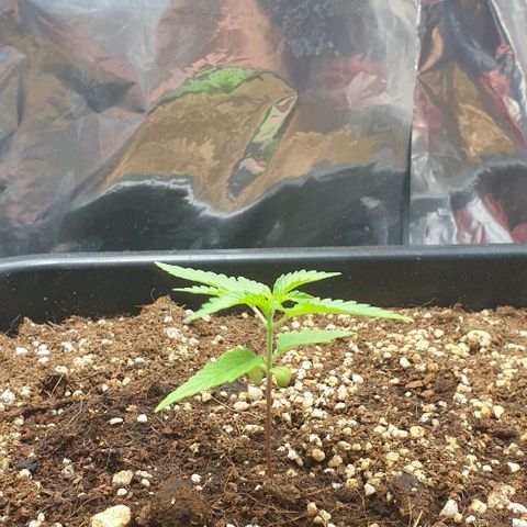 Nova growlog timeline photo