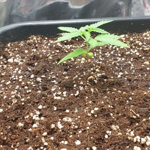 Nova growlog timeline photo