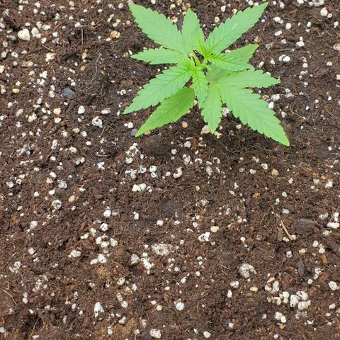 Nova growlog timeline photo